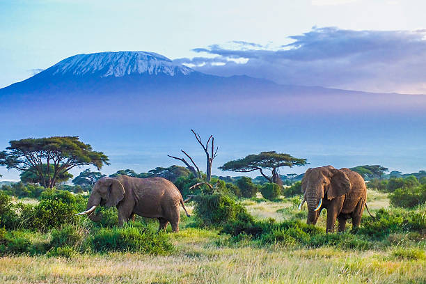 Amboseli with Mount Kilimanjaro